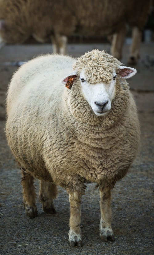 正面を向いて立つ茶色い毛と白い顔の耳標付きの羊