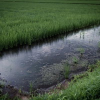 曇り空の下で空が映り込む水田と緑の稲の写真