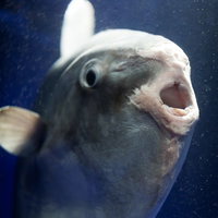 荒ぶるマンボウの写真