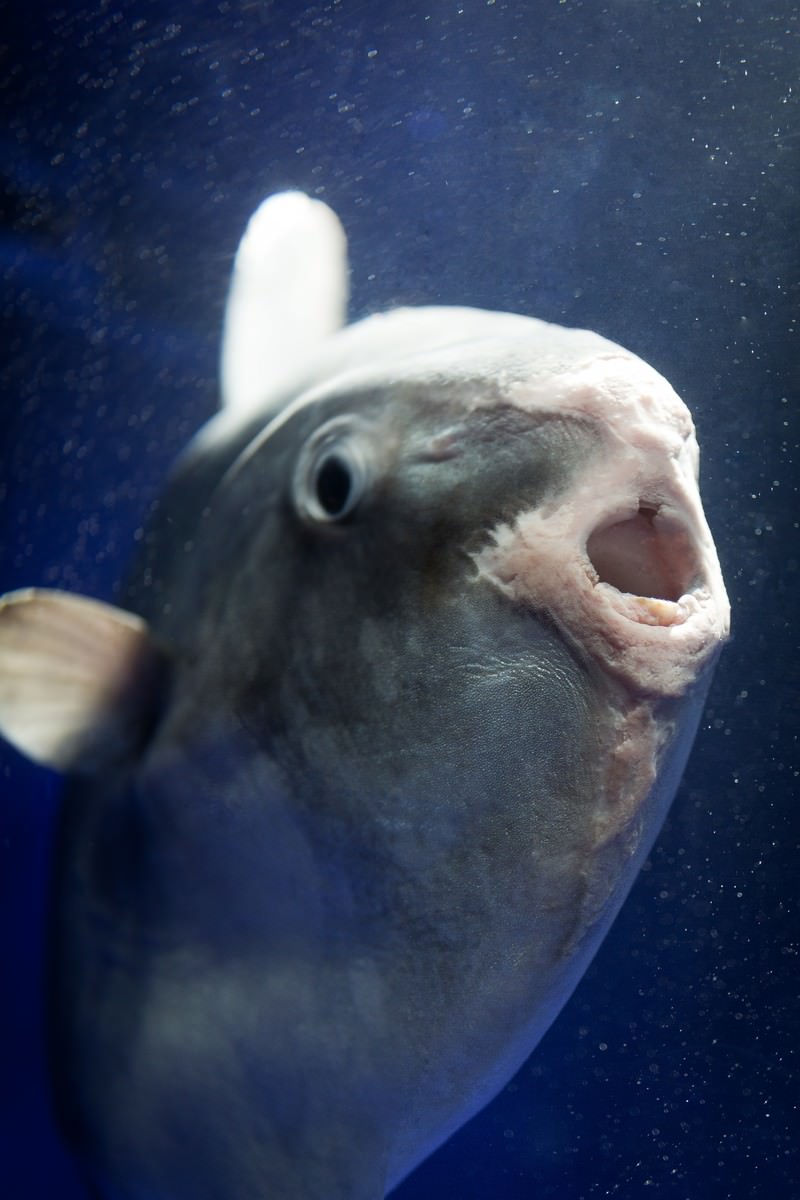水族館の水槽内でこちらに向かって泳ぐマンボウを正面から捉えたアップ写真