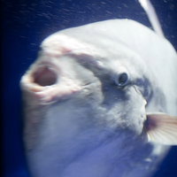 進撃のマンボウの写真