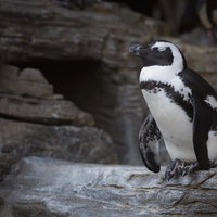大きな岩の上に1羽で立つ白黒模様の居眠りペンギンの写真
