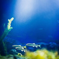 淡水魚と水草が泳ぐ清流の水中景観の写真
