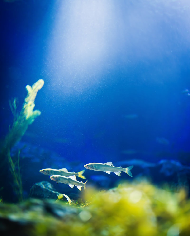 淡水魚が泳ぎ、水草が生える清流の水中風景