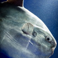 深い青色の水中で銀灰色の体を見せて泳ぐマンボウの写真