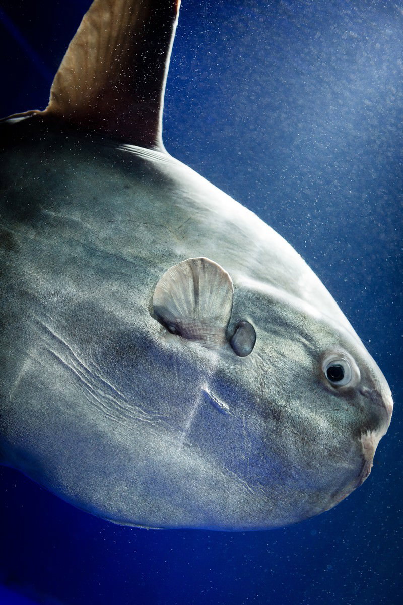 深い青色の水中で銀灰色の体を見せて泳ぐマンボウ