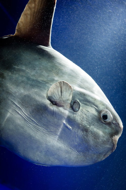 深い青色の水中で銀灰色の体を見せて泳ぐマンボウ