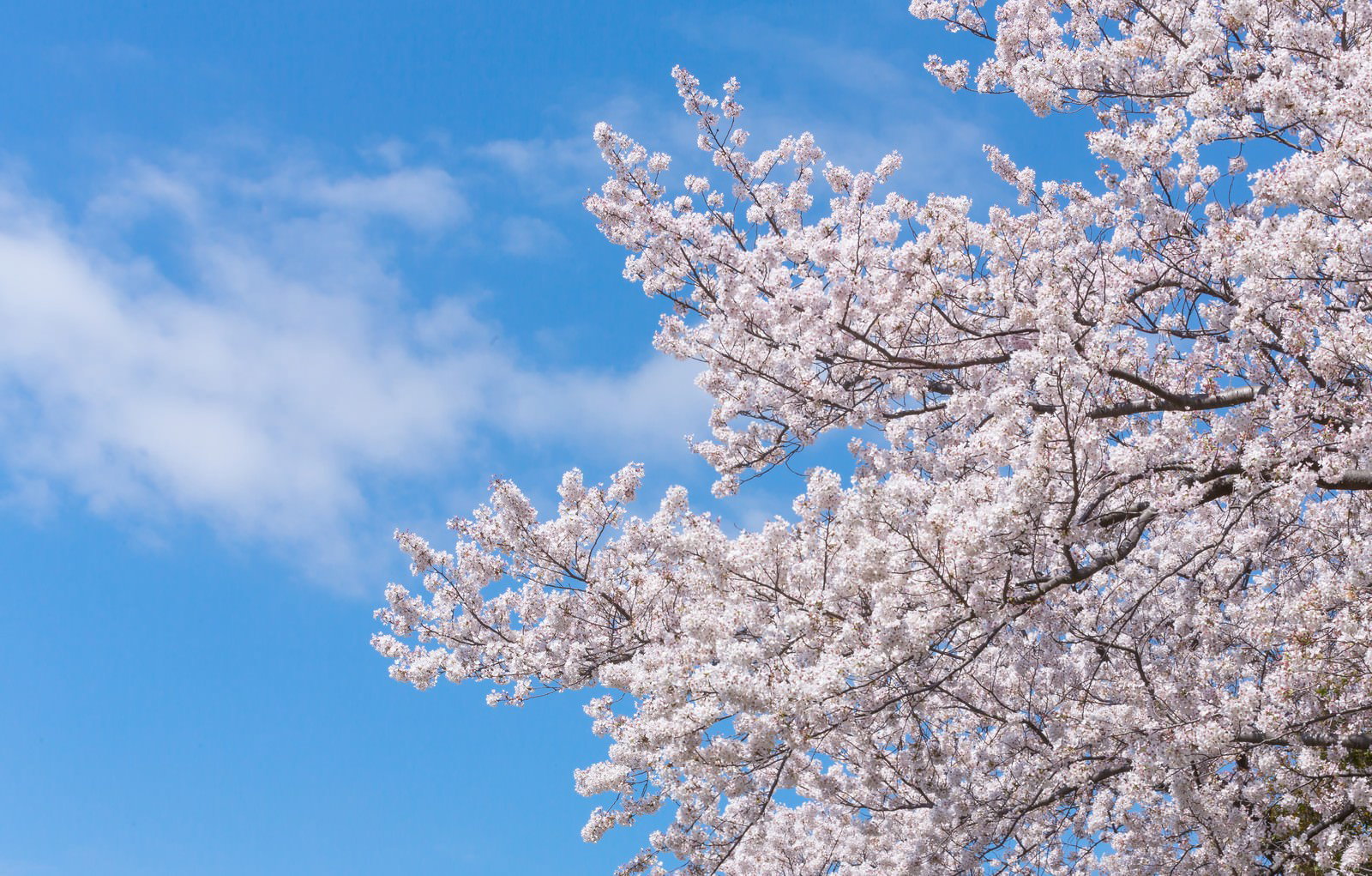 満開の桜の枝が青空と白い雲に向かって淡いピンクの花を咲かせて伸びている