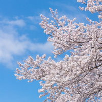 青空と白い雲に向かって伸びる満開の桜の写真