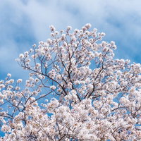 ローアングルから見上げた満開の桜と青空の写真
