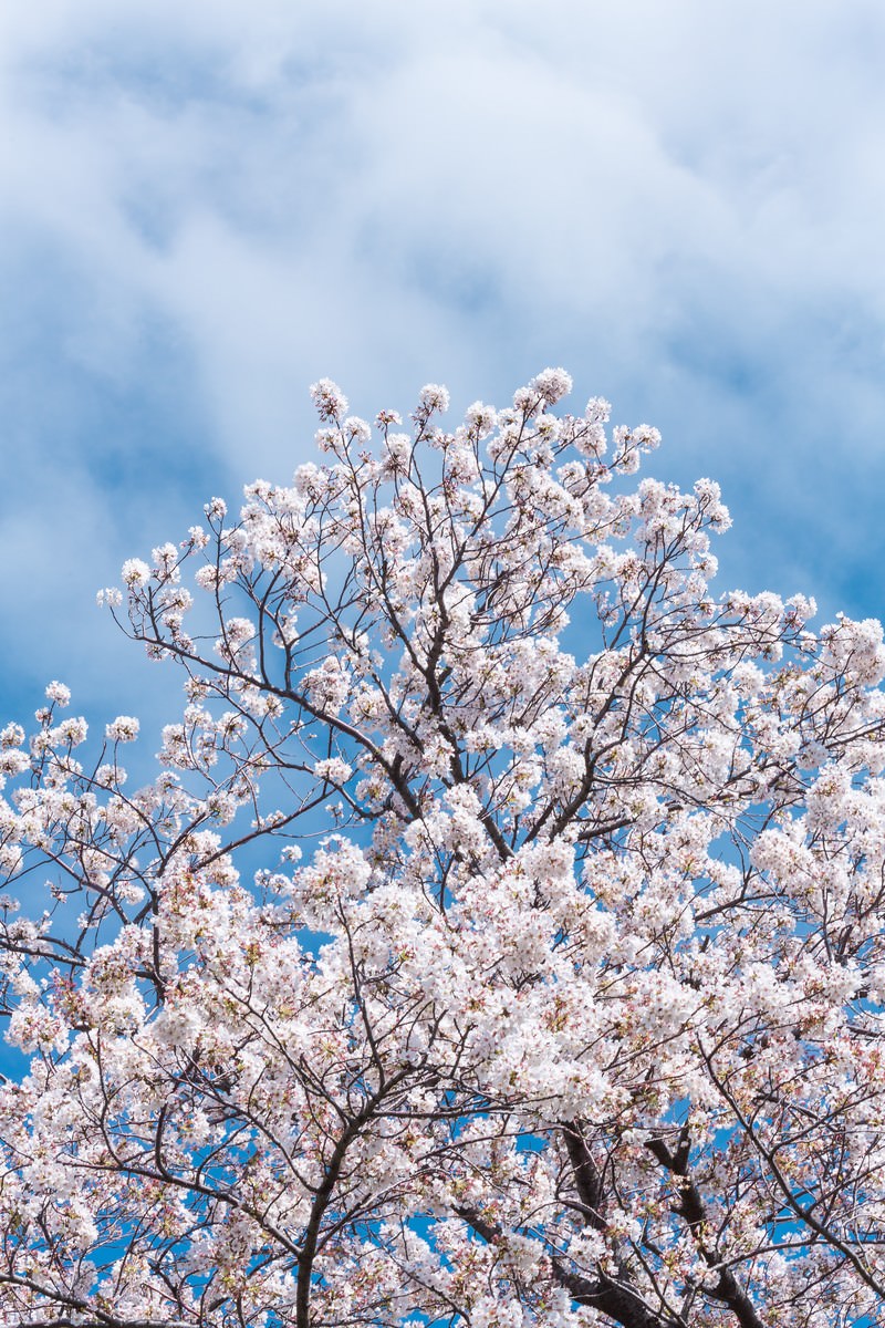 満開の桜の木を下から見上げると白とピンクの花が枝に密集し青空が広がっている