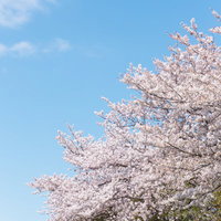 河川敷に咲く満開の桜と青空の写真