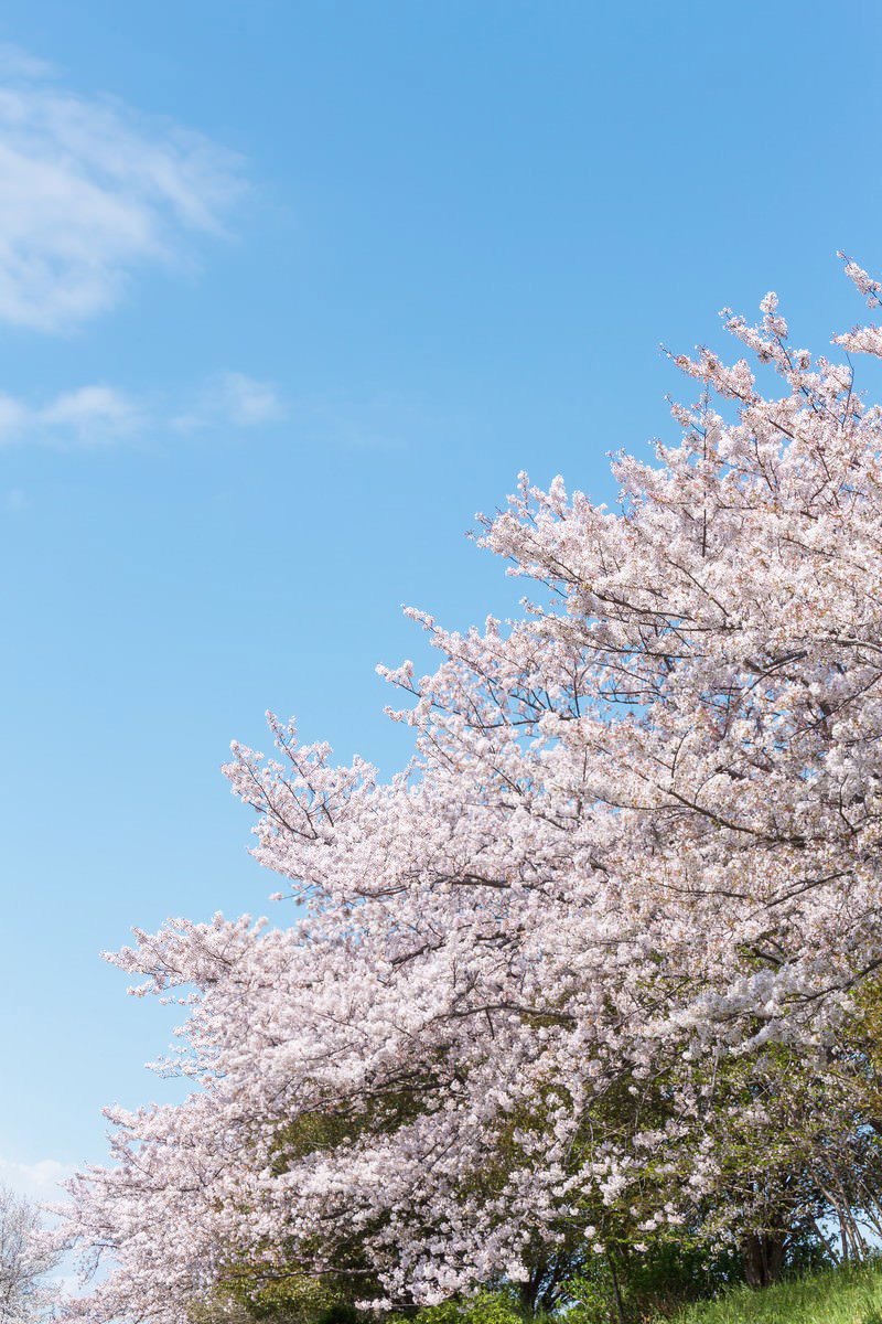 河川敷の満開の桜が薄いピンク色の花を咲かせて青空に枝を広げている