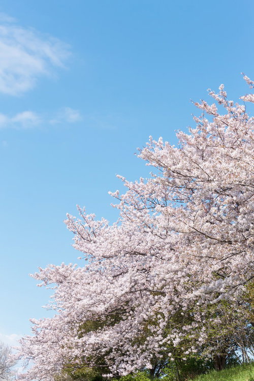河川敷に咲く満開の桜と青空