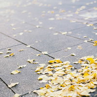 路上に散る銀杏の落ち葉、秋の季節の写真
