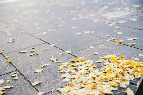 路上に散る銀杏の落ち葉、秋の季節