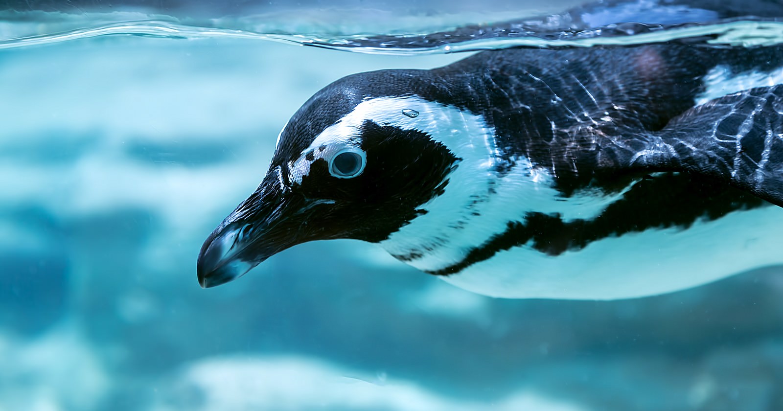 水中で泳ぐペンギン