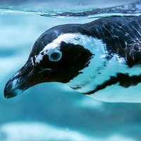 水中を翼のように足ひれを広げて泳ぐペンギンの写真