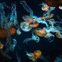 巨大な水槽の青い水の中でゆっくり浮遊するクラゲの写真