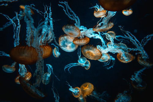 巨大な水槽の青い水の中でゆっくり浮遊するクラゲ