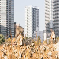 枯れた蓮とビル群が映る上野不忍池の冬景色の写真