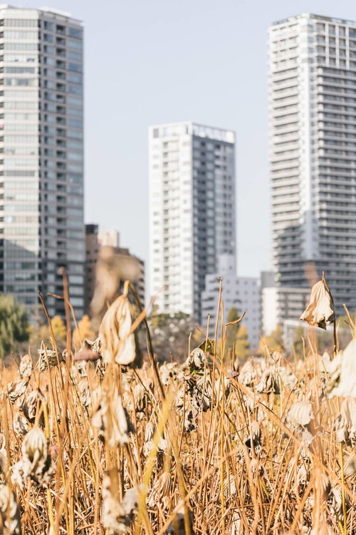 枯れた蓮とビル群が映る上野不忍池の冬景色