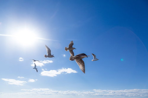 青空で釣り船を追尾するカモメ達の群れ