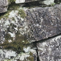 苔が生えた古い石垣のテクスチャーの写真