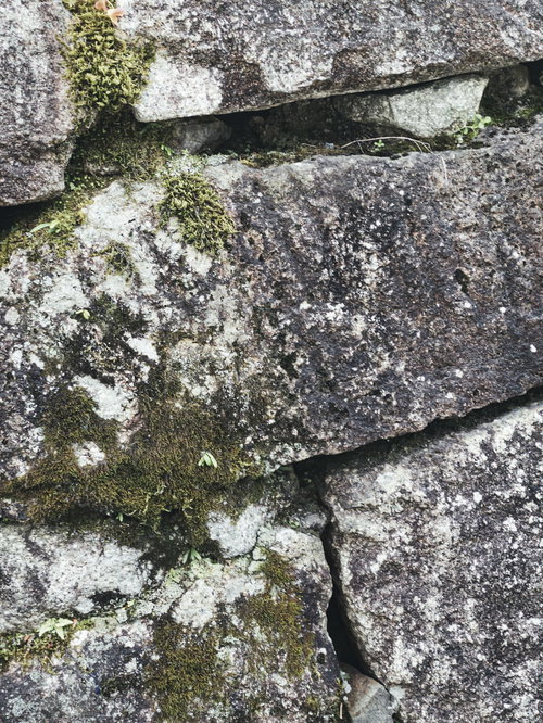 苔が生えた古い石垣のテクスチャー