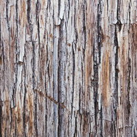 何枚も張り合わされた樹皮の縦縞テクスチャーの写真