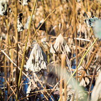 上野の不忍池に冬を迎える枯れた蓮の実と茎の写真