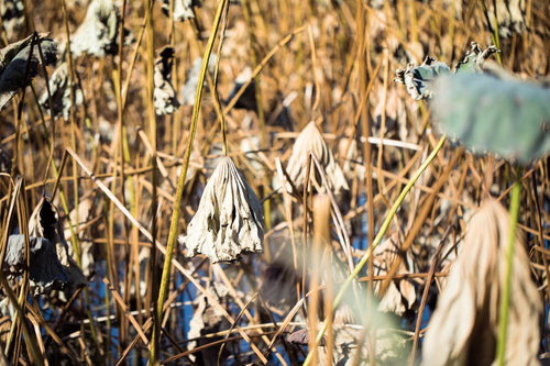 上野の不忍池に冬を迎える枯れた蓮の実と茎