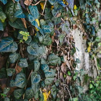 壁を覆い尽くす蔦と落ち葉の古い風景の写真