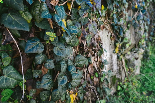 壁を覆い尽くす蔦と落ち葉の古い風景