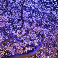 紫色にライトアップされた夜桜の写真