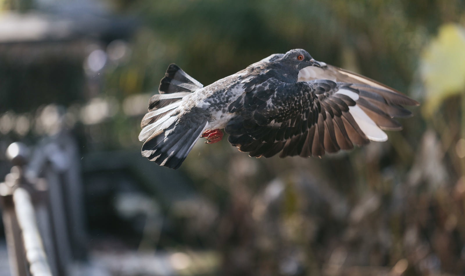 羽を広げて飛び立つ鳩