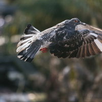 飛び立つ鳩、羽ばたきながら空へ飛び上がる野鳥の写真