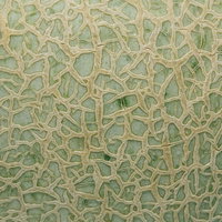 メロンの表皮に走る網目模様は、傷を修復した跡の写真