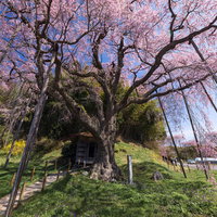 地蔵堂の紅枝垂地蔵桜が満開、樹齢推定800年の古木の写真