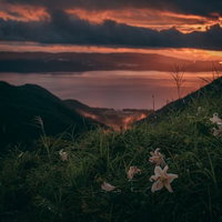 日暮れ間際の御霊櫃峠で咲くオニユリと猪苗代湖の写真