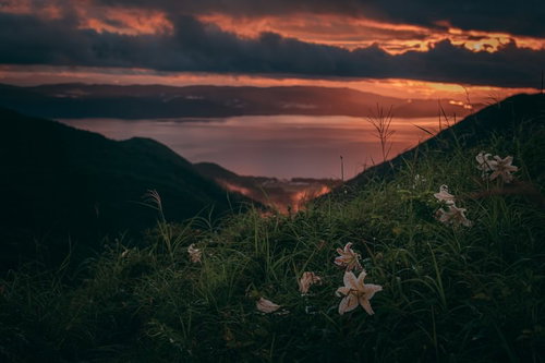 日暮れ間際の御霊櫃峠で咲くオニユリと猪苗代湖