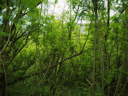 陸軍野砲陣地トーチカ前方から銀ネムの森越しに見る翁浜