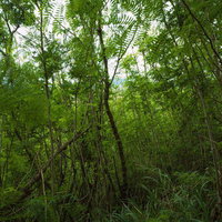 陸軍野砲陣地トーチカ前方から銀ネムの合間に見える摺鉢山の写真