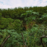 密林の奥の崖に見える戦車壕の写真