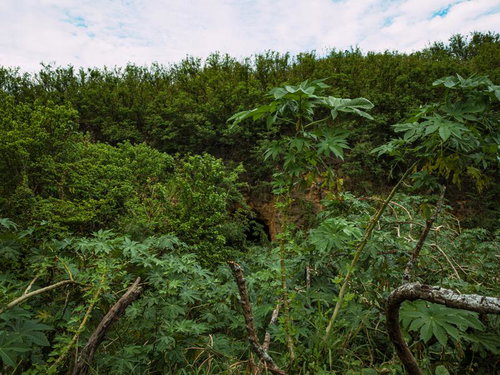 密林の奥の崖に見える戦車壕