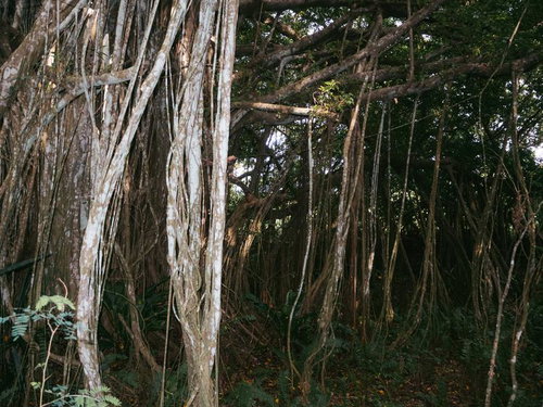 旧島民奥山邸跡地ガジュマルの気根