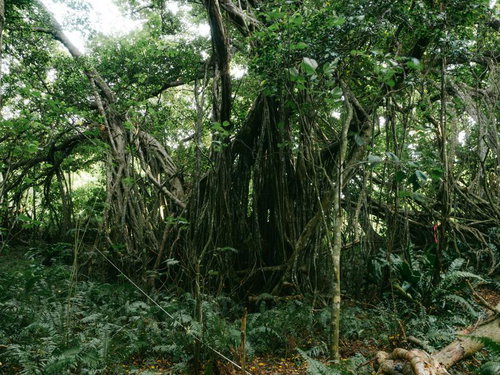 旧島民奥山邸跡地に立つガジュマルの巨木