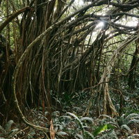 ガジュマルの枝葉からかすかに差し込む光の写真