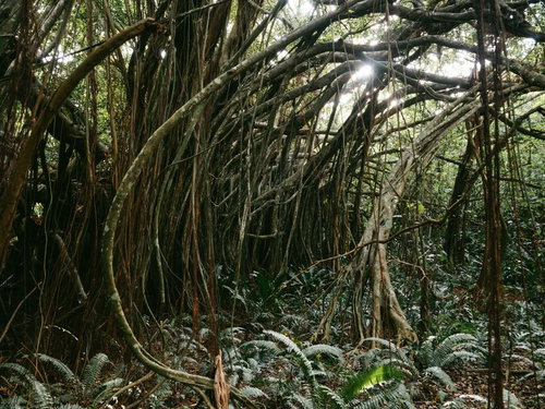 ガジュマルの枝葉からかすかに差し込む光