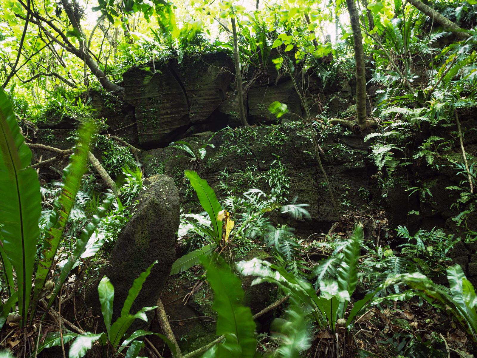 苔が覆った岩とシダが密生する硫黄島の陸軍野戦病院壕周辺の下層植生